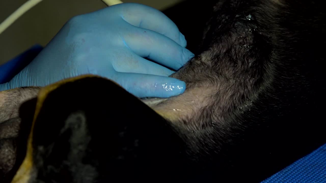 diagnóstico por ultrasonido en una clínica veterinaria