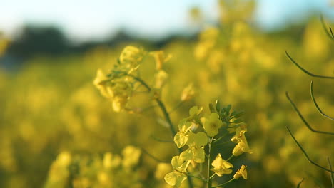 Colza-Floreciente-En-Poca-Profundidad-De-Campo