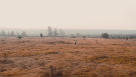 photographer carrying a camera striding through grassy autumn field