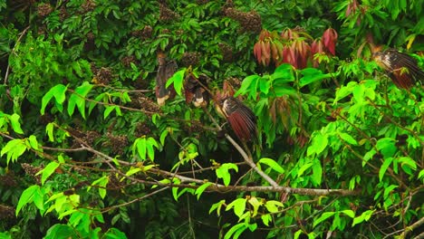 a group of hoatzin birds (opisthocomus hoazin) perched on tree branches in the tambopata region of the peruvian amazon. their vibrant plumage contrasts against the dense green rainforest foliage.