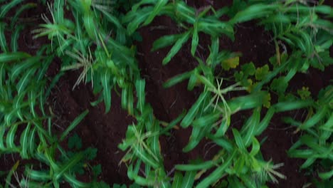 Zenith-view-of-a-corn-field