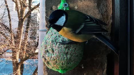 el carbonero común parus major se alimenta de una bola gorda.