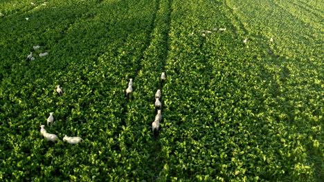 imágenes de drones de ovejas caminando, corriendo por el campo verde en tierras de cultivo en el campo rural