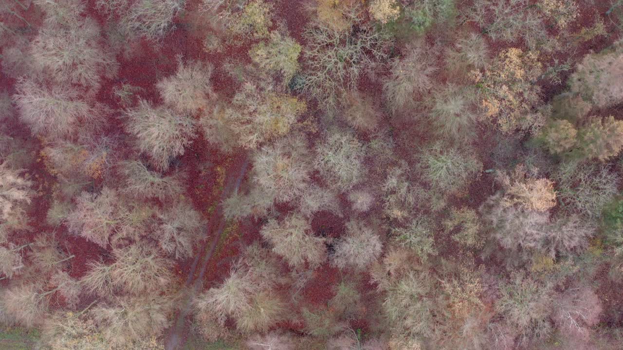 caminos boscosos durante los colores del otoño