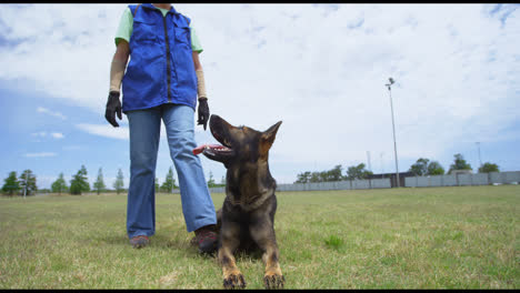 trainer walking towards shepherd dog in field 4k