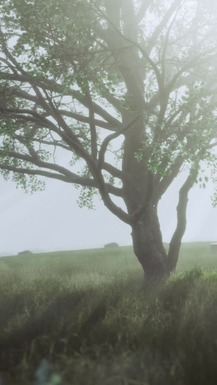 Tranquil scene depicts lone tree enveloped in morning fog and silence