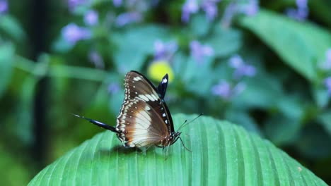 two butterflies engaging on a green leaf