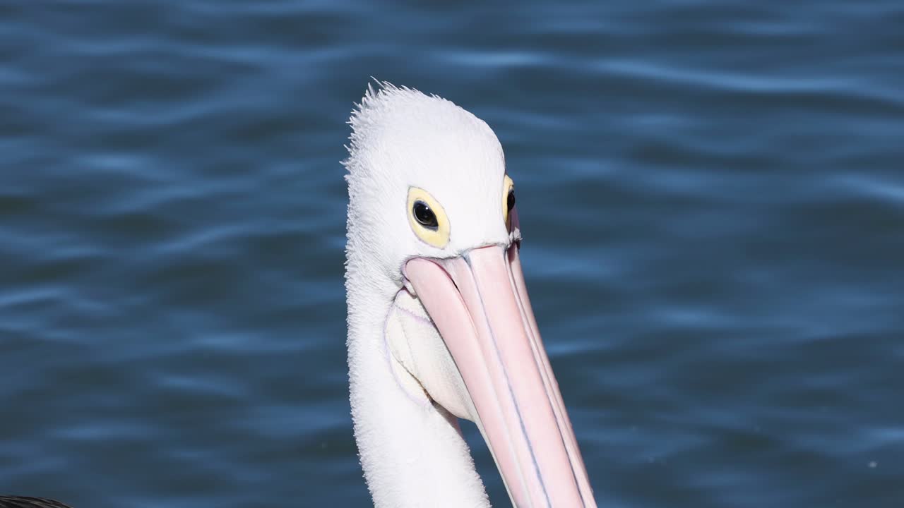 물  의 펠리칸 클로즈업