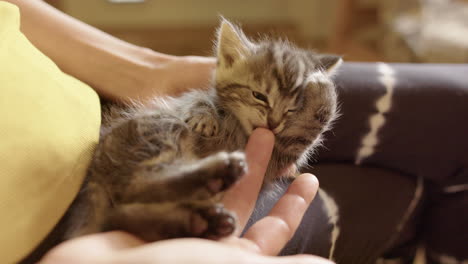 incredibly cute tiny kitten in lap of owner playfully bites her finger