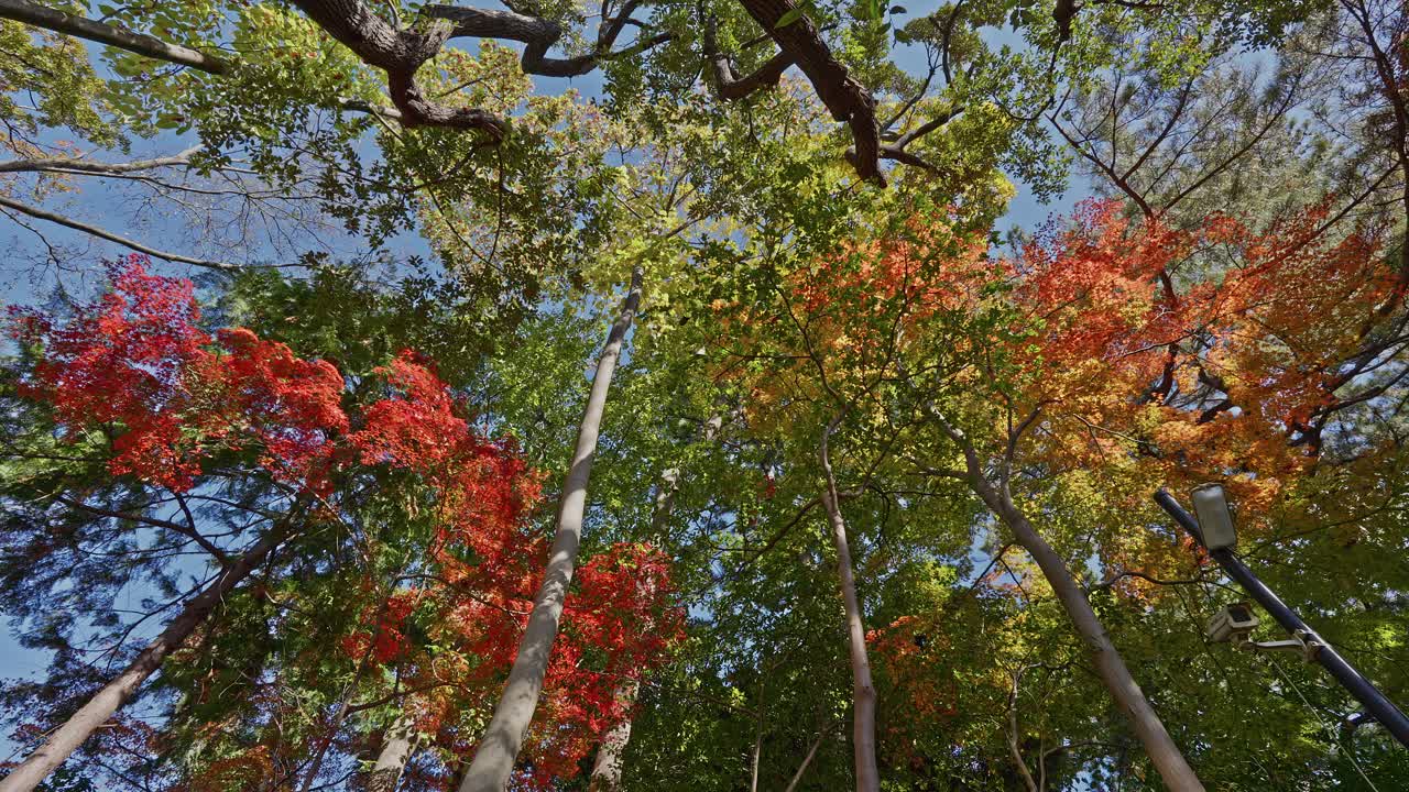 Looking up at a mixture of green and red maple leaves against a blue sky