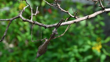 the master of disguise peacock mantis, pseudempusa pinnapavonis, blend in with the tree branch - static shot from tropical rainforest in thailand asia