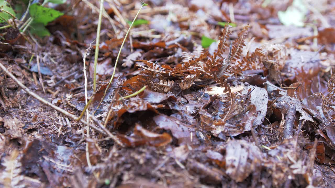 Sano strato di foglie organiche in decomposizione sul suolo della foresta