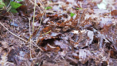 healthy forest floor decaying organic leaf matter