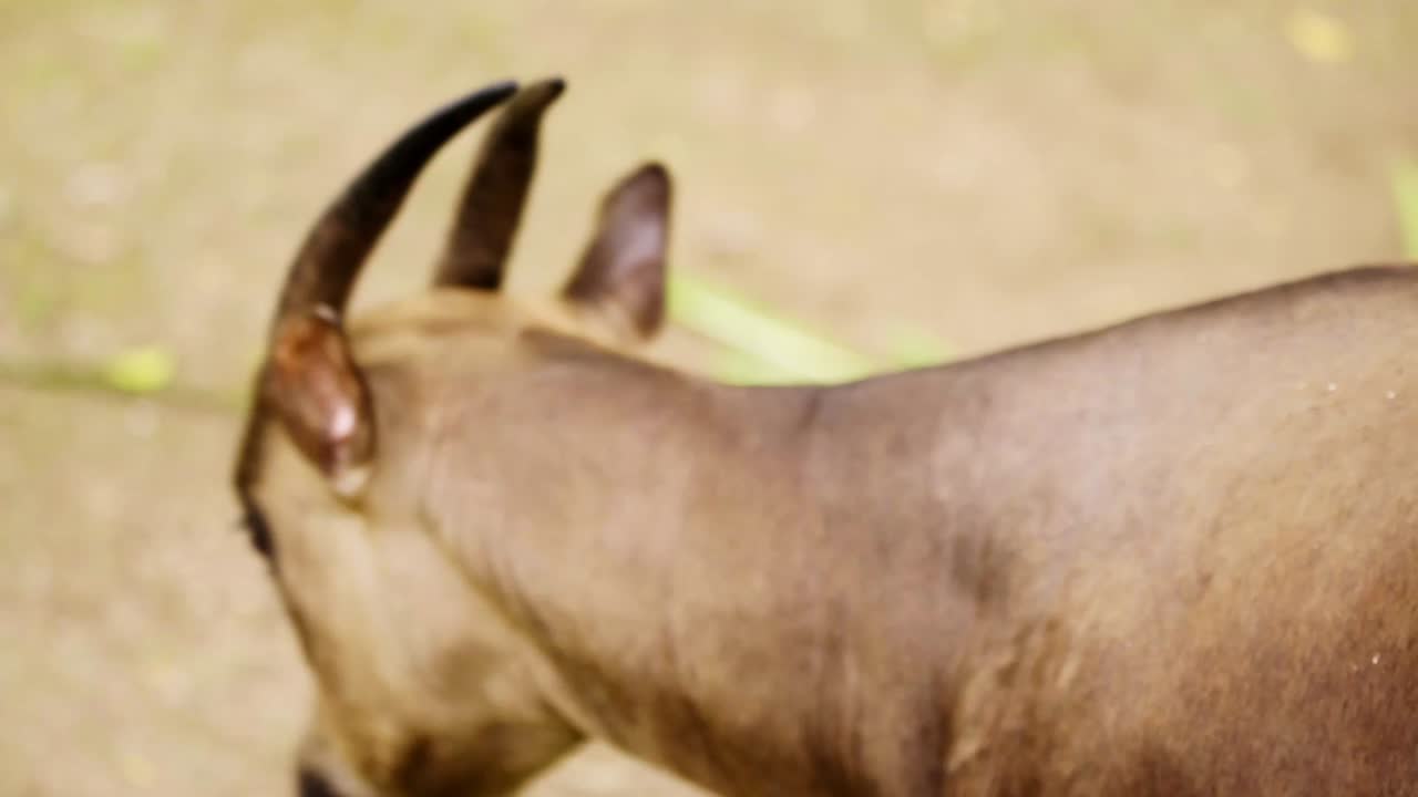 Anoa cornuto - La specie di bufalo selvatico più piccola sull'isola di Sulawesi in Indonesia