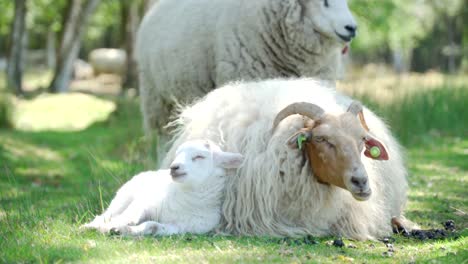 mother sheep and lamb