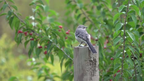 a northern grey mockingbird sitting on a fence post looking for danger