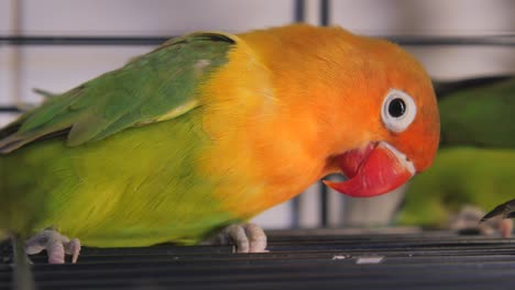 budgie in a cage