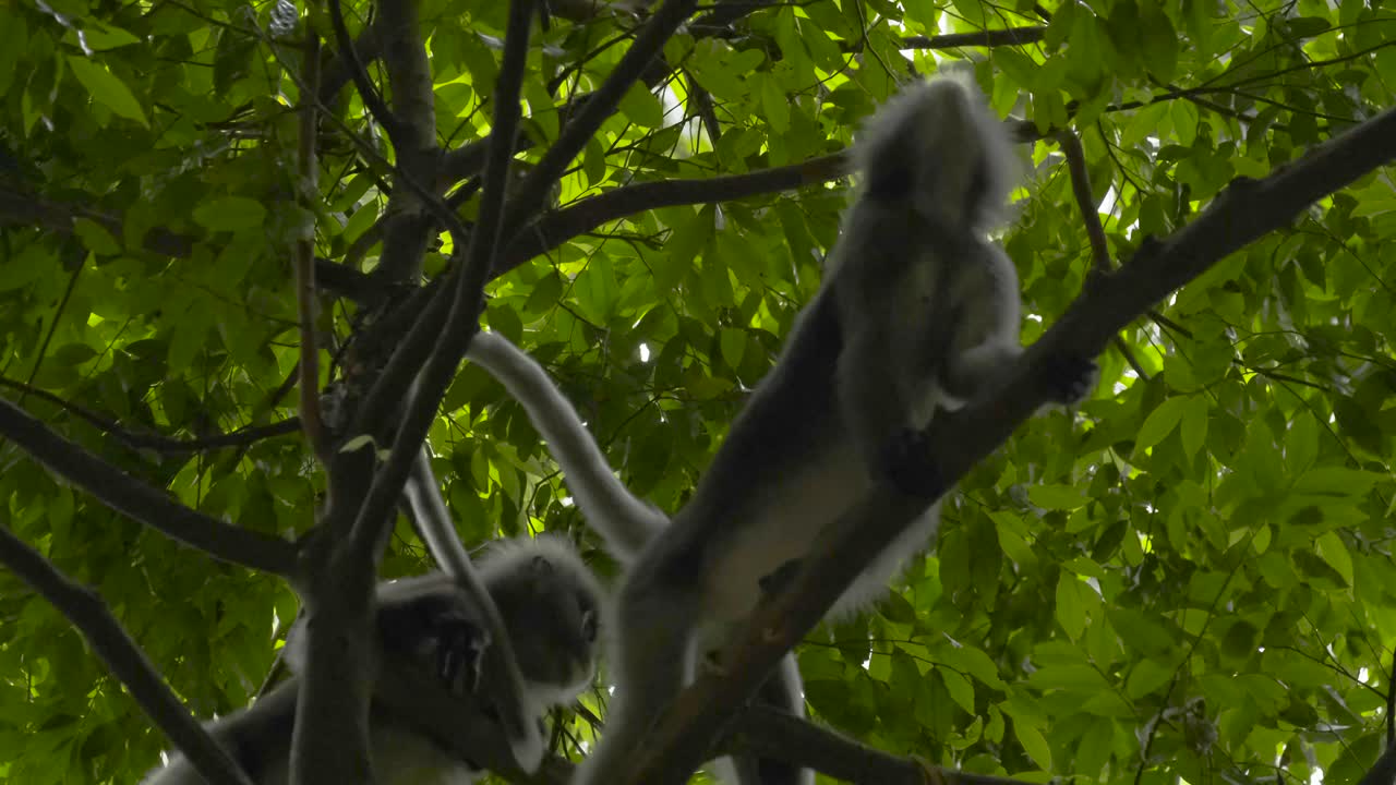 Dusky Langurs in a lush green forest