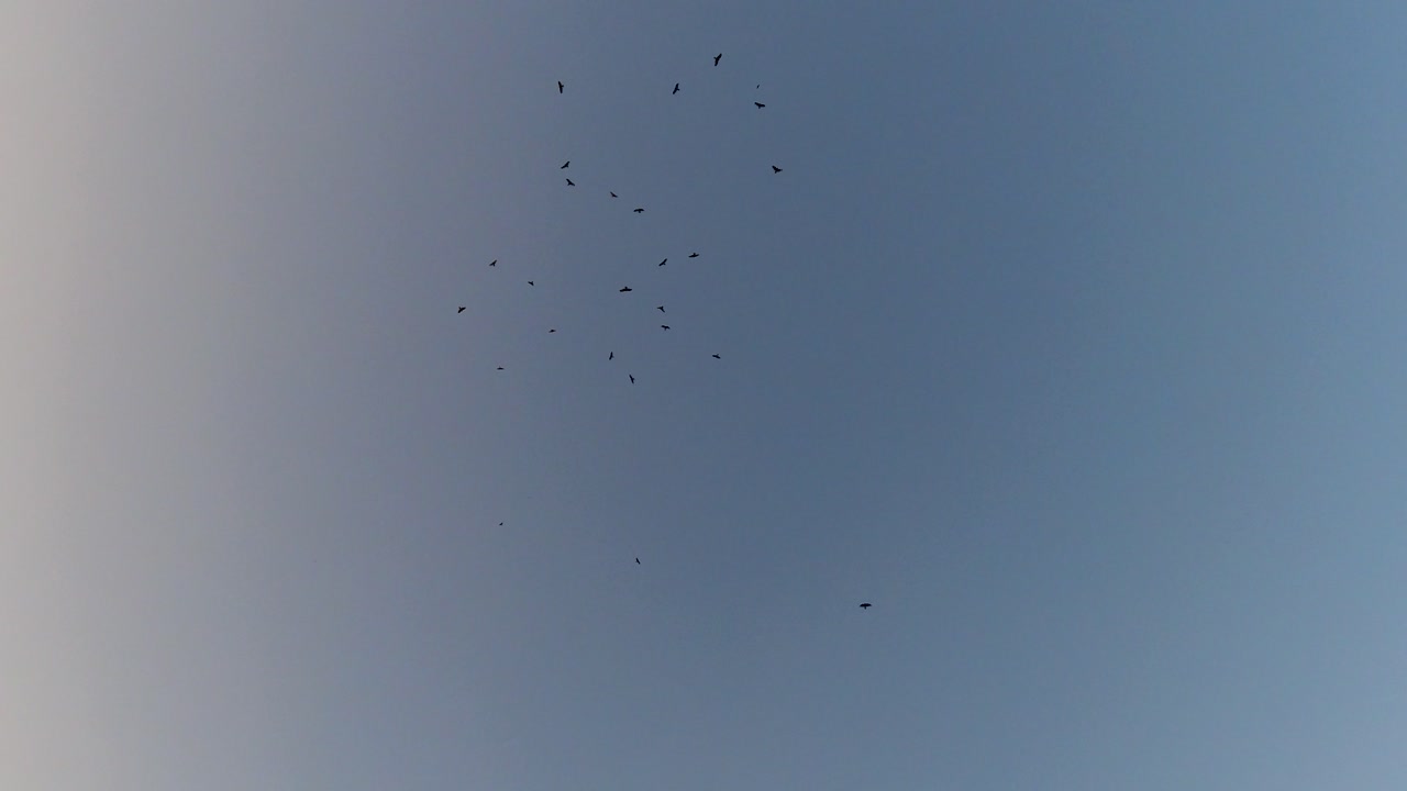 날아다니는 까마귀