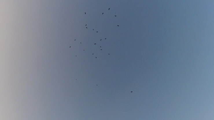 cuervos en vuelo