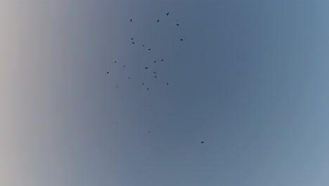cuervos en vuelo