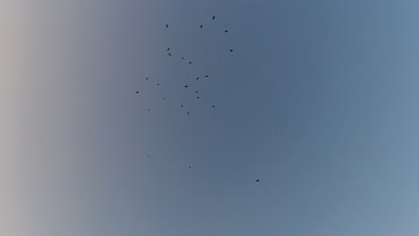 crows in flight