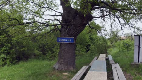 Retreating-drone-shot-moving-away-from-a-tree-that-stands-as-a-landmark-in-the-village-of-Tsarichina-Hole-in-Bulgaria