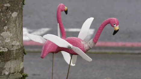 dos hilanderos de césped flamencos se ven cansados y desgastados después de un largo invierno