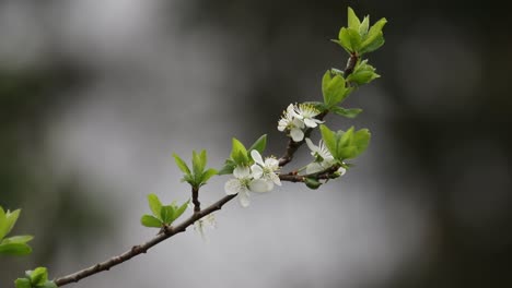 blossom on a plum tree.. spring. uk