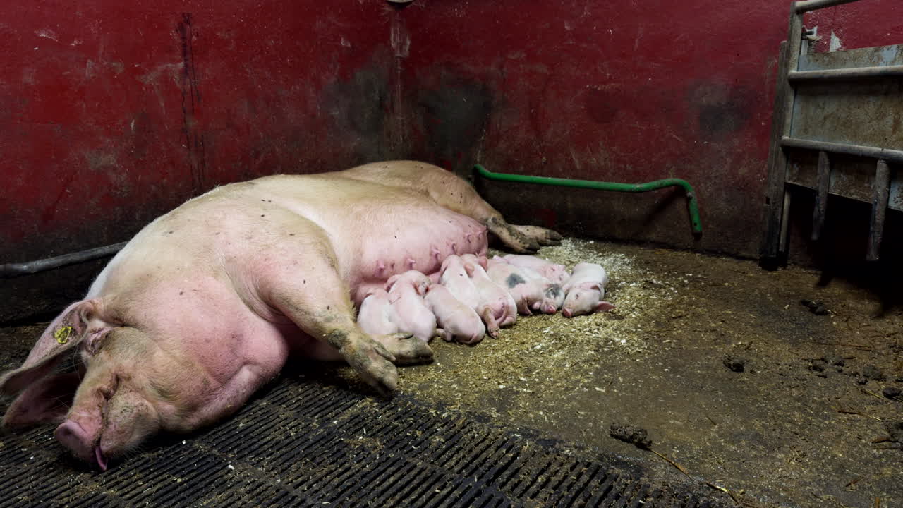 An overweight white female pig feeding her piglets at dirty shelter