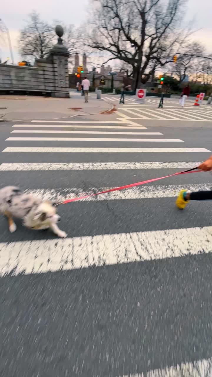 New York, USA, 11 maggio 2025: Donna con mascherina che porta a spasso il cane sulle strisce pedonali al crepuscolo. Persona con mascherina protettiva e scarpe gialle che accompagna il cane attraverso la strada vicino all'ingresso del parco al tramonto
