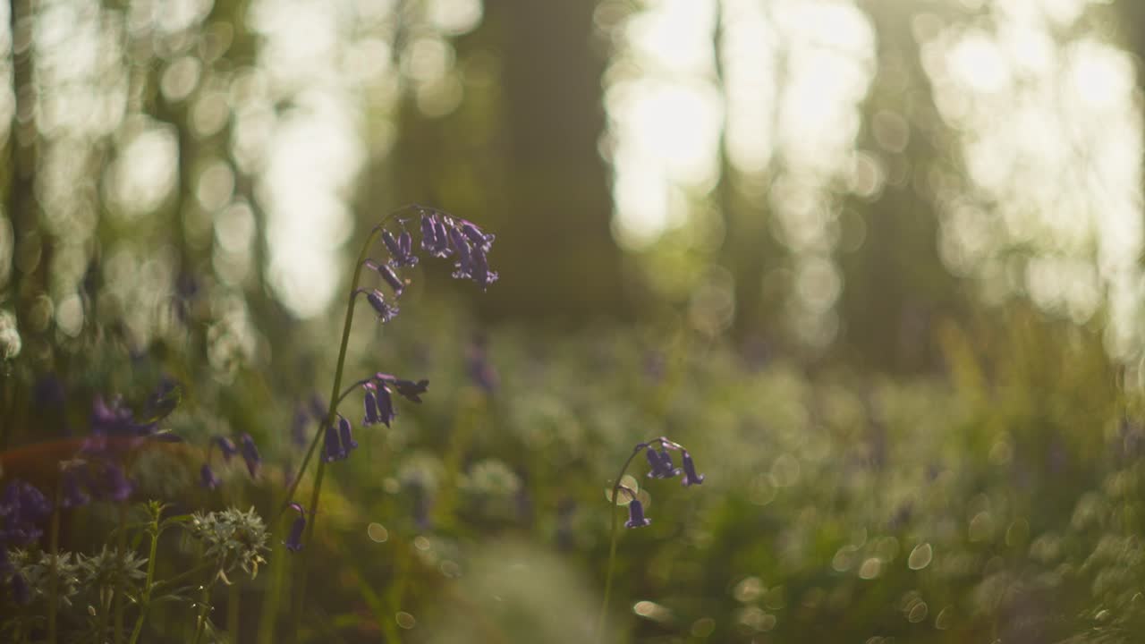 Bluebells in a Sunny Forest