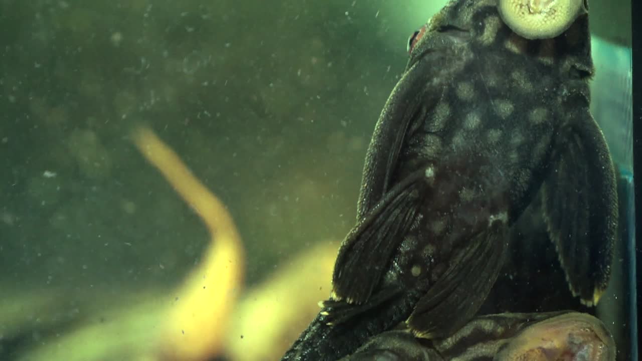 Panning upwards Ventral View of Group Of Black And Grey Striped Suckermouth Catfish Broken Line Royal Pleco Sucking Onto The Side Of A Glass Aquarium