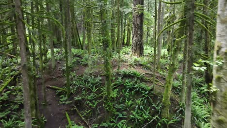 Deep-in-the-old-growth-forest-along-the-beautiful-and-lush-Sunshine-Coast-Trail-in-British-Columbia,-Canada