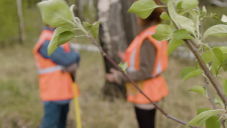 On-the-foreground-the-camera-focuses-on-the-leaves-of-a-tree-in-the-forest