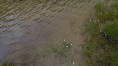 Friedlicher-Bergsee-Kräuselt-Sich,-Ruhige-Umgebung,-Nahaufnahme-Von-Wasser,-Entspannend