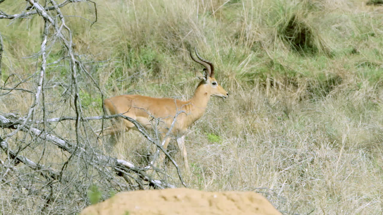An impala walking through the South African bush.