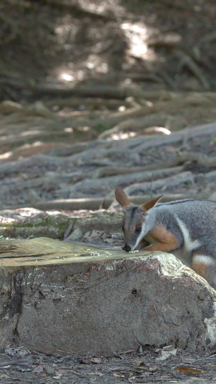 Un wallaby delle paludi mangia da un tronco in una foresta australiana ombreggiata con illuminazione naturale.