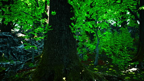 a view of the forest floor, with sunlight filtering through the trees