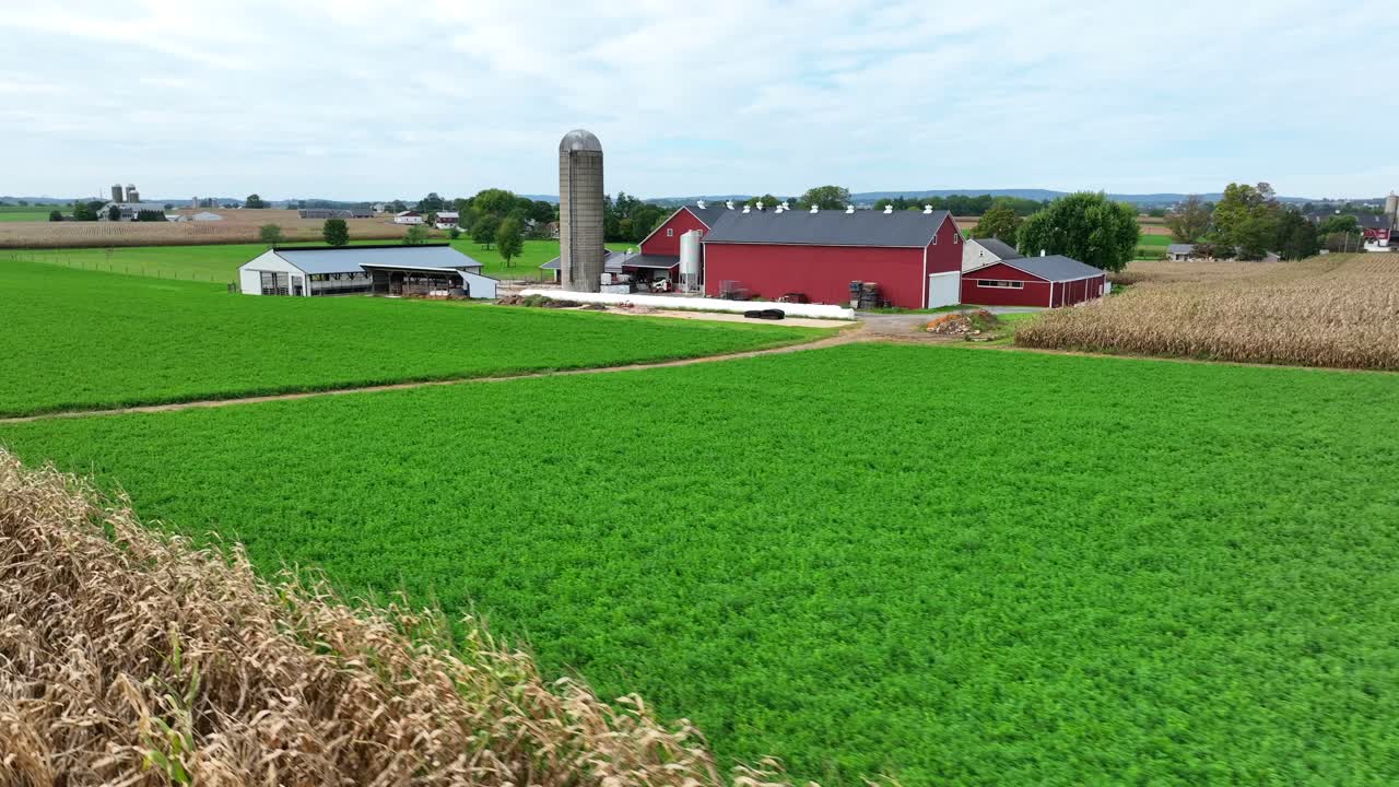 campo de maíz marrón en la granja estadounidense durante el otoño