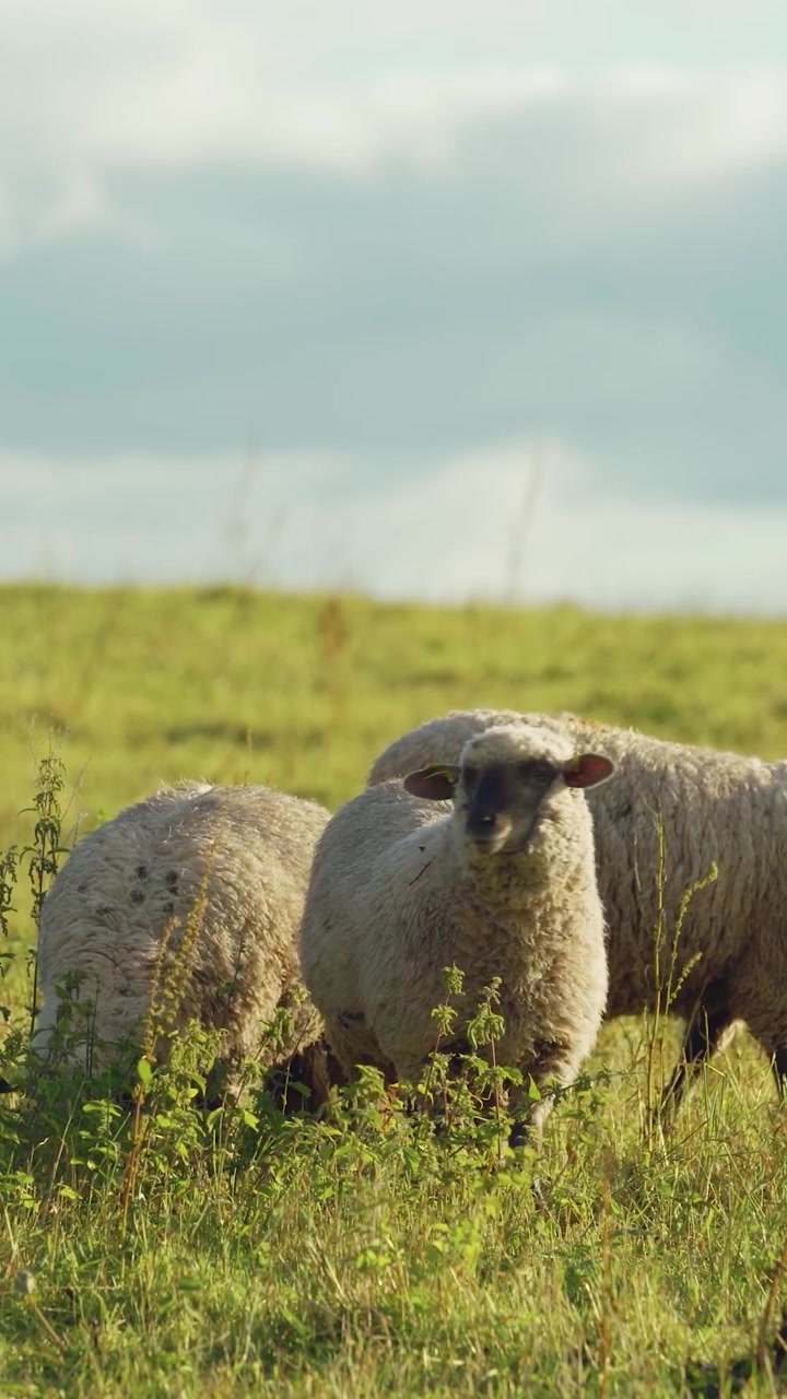 Video vertical con rebaño de ovejas blancas pastando en una ladera de prado verde soleado bajo un cielo azul nublado en el campo rural