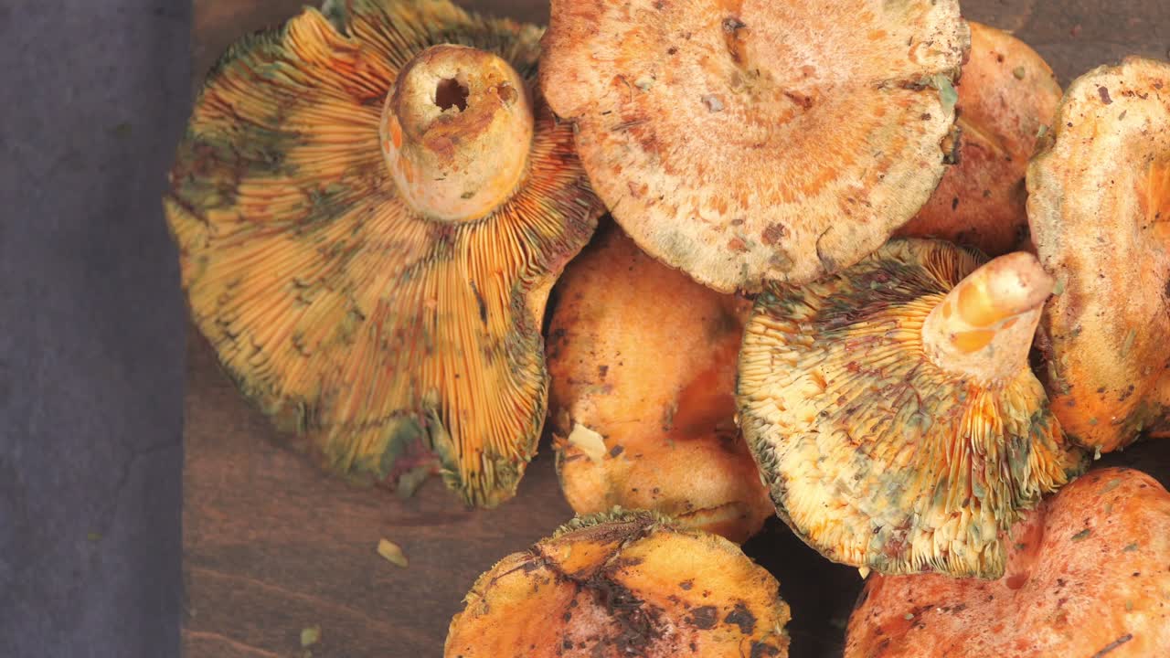 Close-up de cogumelos Lactarius deliciosus