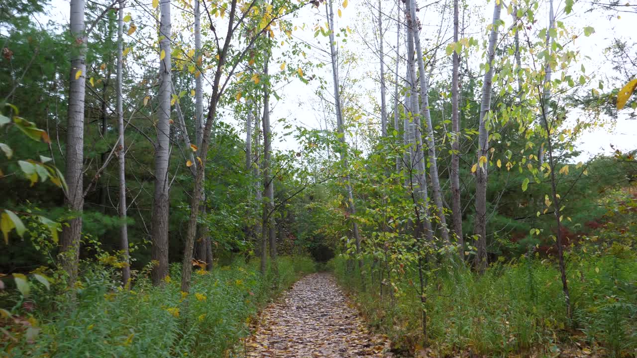 좁은 숲이 우거진 길을 통한 pov 하이킹 - 가을의 잎으로 덮인 트레일