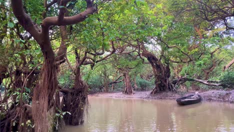 bosque pantanoso de ratargul conocido como sundarbans de sylhet - en la marea baja con un barco de canoa de madera