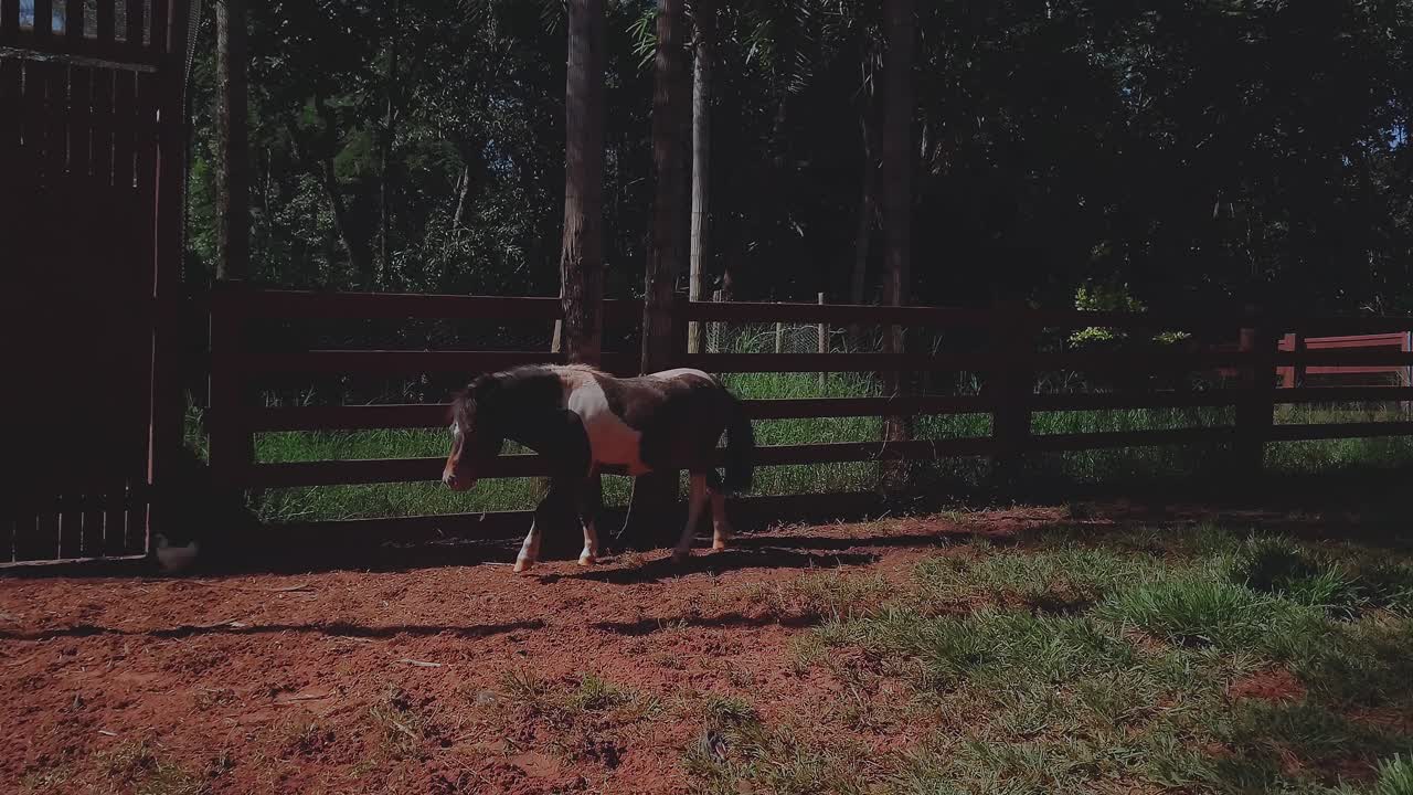 Vista posteriore di un pony pinto (Equus ferus caballus) che cammina attraverso un pascolo ombreggiato all'interno di un recinto in legno, mostrando il pattern del manto, il movimento della coda e il comportamento calmo in un contesto rurale.