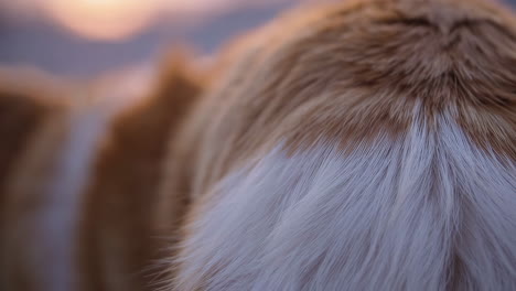 close-up of animal fur