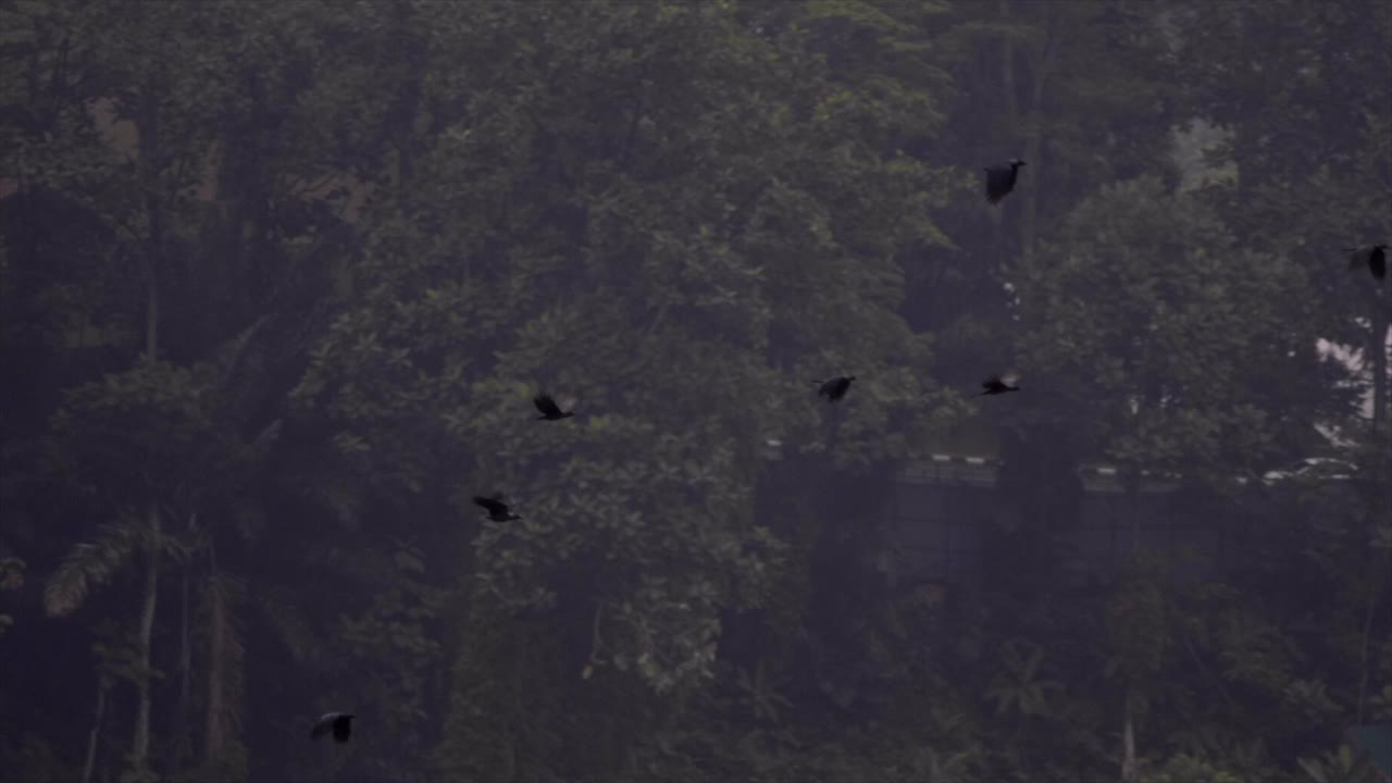 video en cámara lenta de pájaros urbanos volando en el centro de la ciudad de kuala lumpur antes del atardecer
