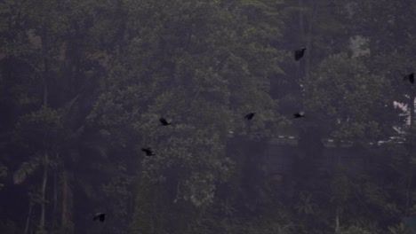 Video-En-Cámara-Lenta-De-Pájaros-Urbanos-Volando-En-El-Centro-De-La-Ciudad-De-Kuala-Lumpur-Antes-Del-Atardecer