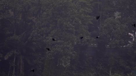 video en cámara lenta de pájaros urbanos volando en el centro de la ciudad de kuala lumpur antes del atardecer