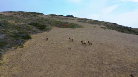 Toma-Aérea-De-La-Vida-Silvestre-De-Los-Ciervos-Alces-Pastando-En-Una-Ladera-Remota-De-California-Central